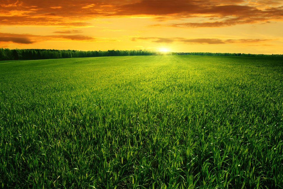 grass-field-sunset-wallpaper-4